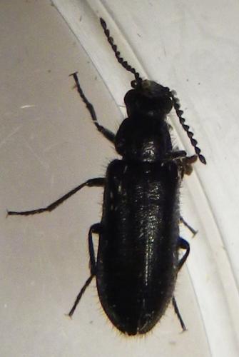Réf. 256 885 : Dasytinae inconnu